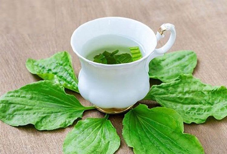 Uống bông mã đề có tác dụng thanh nhiệt, lợi tiểu