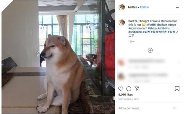 Chú chó nguyên gốc của Meme Cheems nổi tiếng-2