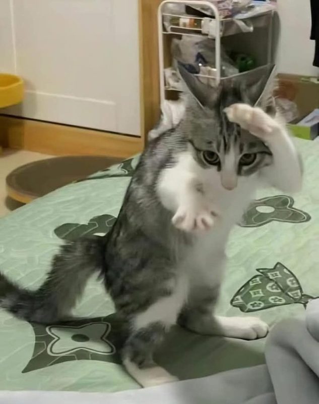 Cười Xỉu Với 99+ Meme Mèo Ôm Đầu Bất Lực Đến Phát Khóc!