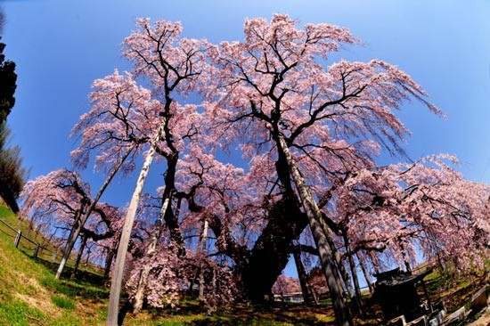Những địa điểm Ngắm hoa Anh đào Hàng đầu ở Fukushima Hướng dẫn Khu vực Aizu Khu vực trung tâm Khu vực ven biển Mùa xuân