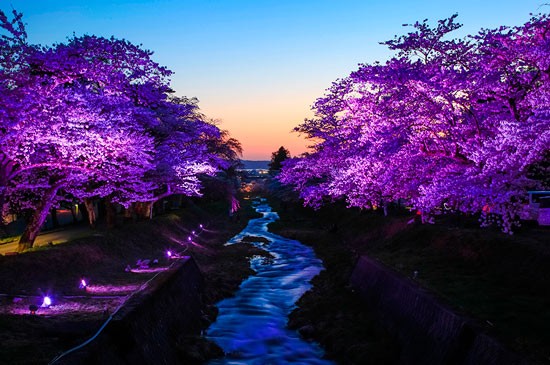 Những địa điểm Ngắm hoa Anh đào Hàng đầu ở Fukushima Hướng dẫn Khu vực Aizu Khu vực trung tâm Khu vực ven biển Mùa xuân