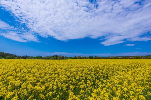 Cánh Đồng Hoa Cải Aomori: Yokohama-machi Lớn Nhất Nhật Bản