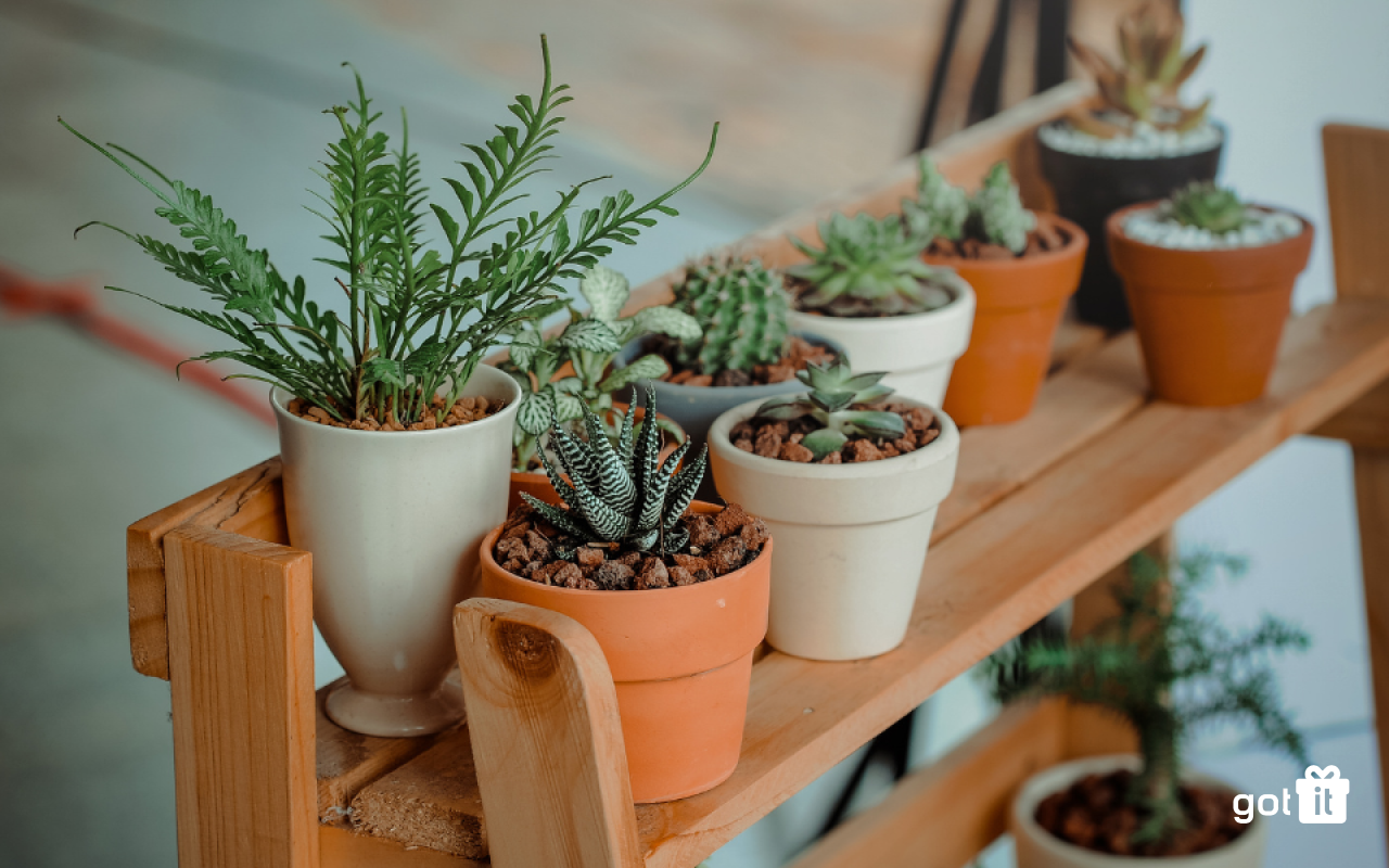 Tặng sinh nhật với tình yêu thiên nhiên
