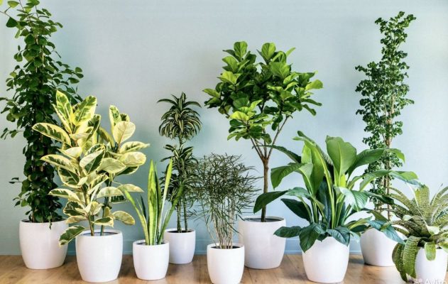 Nước hoa nhẹ nhàng - Món quà tặng thầy cô giáo hương thơm của sự tri ân