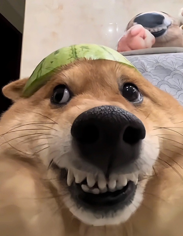 hình ảnh con chó ngáo 9