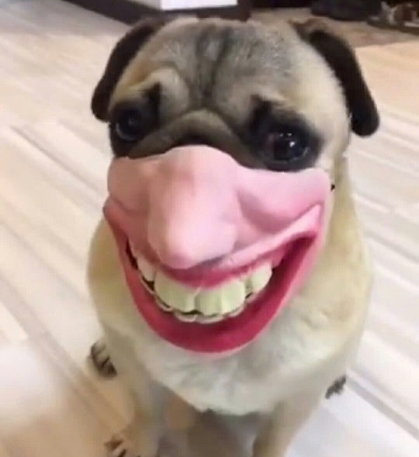 hình ảnh con chó ngáo 35