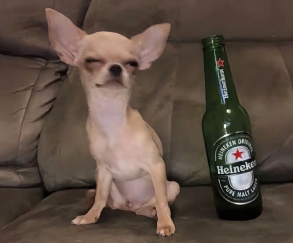 hình ảnh con chó ngáo 45