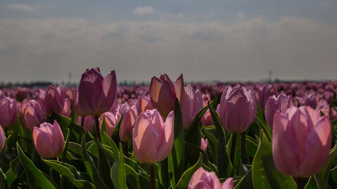 TOP 200+ Hình Nền Hoa Tulip 4K, Full HD Đẹp Nhất Hiện Nay