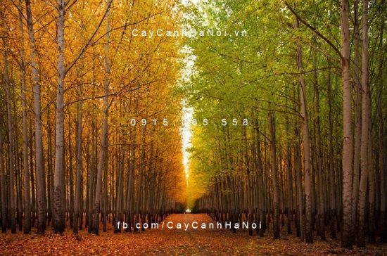 C&acirc;y Bạch Dương