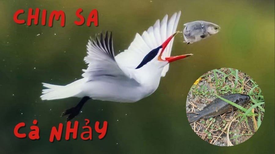 Hiện tượng