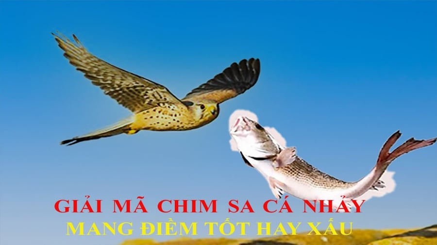 Nghe ông bà ta nhắc: 'Chim sa tận nơi không bắt, cá nhảy tận bờ không ăn', vì sao?