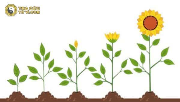 Ý nghĩa chữ Quý là gì? Đặc điểm và sự xung khắc trên lá số tử vi