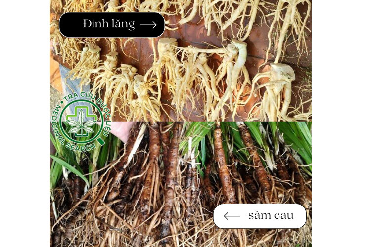Đinh lăng ngâm với sâm cau: Tráng dương tăng cường sức khỏe
