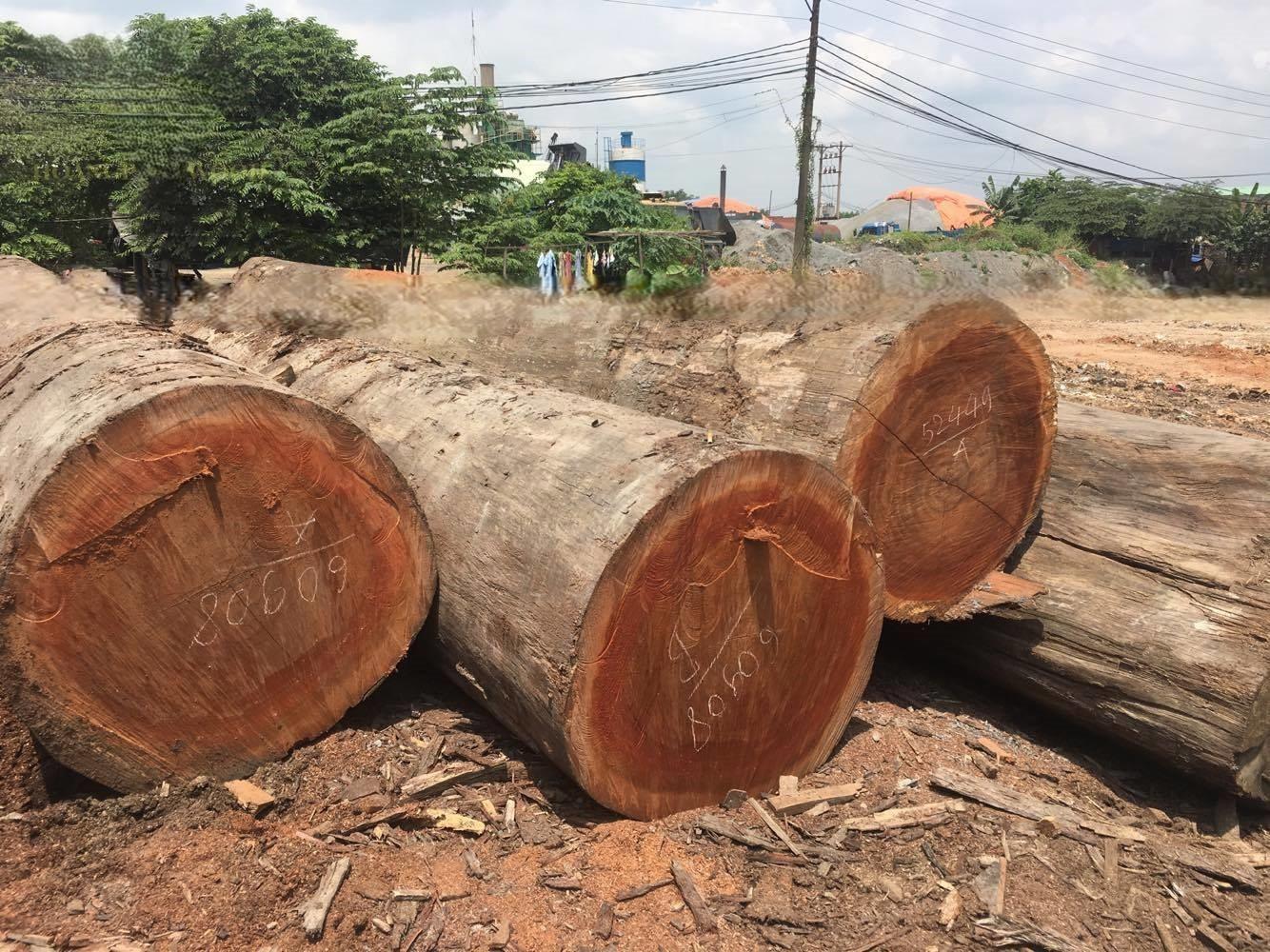 Gỗ dâu