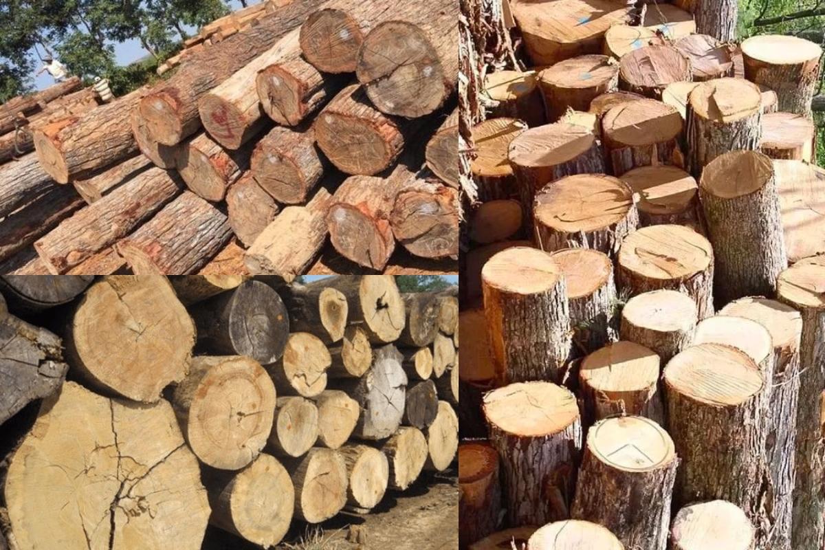 Gỗ Dâu là gì? Thuộc nhóm mấy?  Giá bao nhiêu 1 khối?