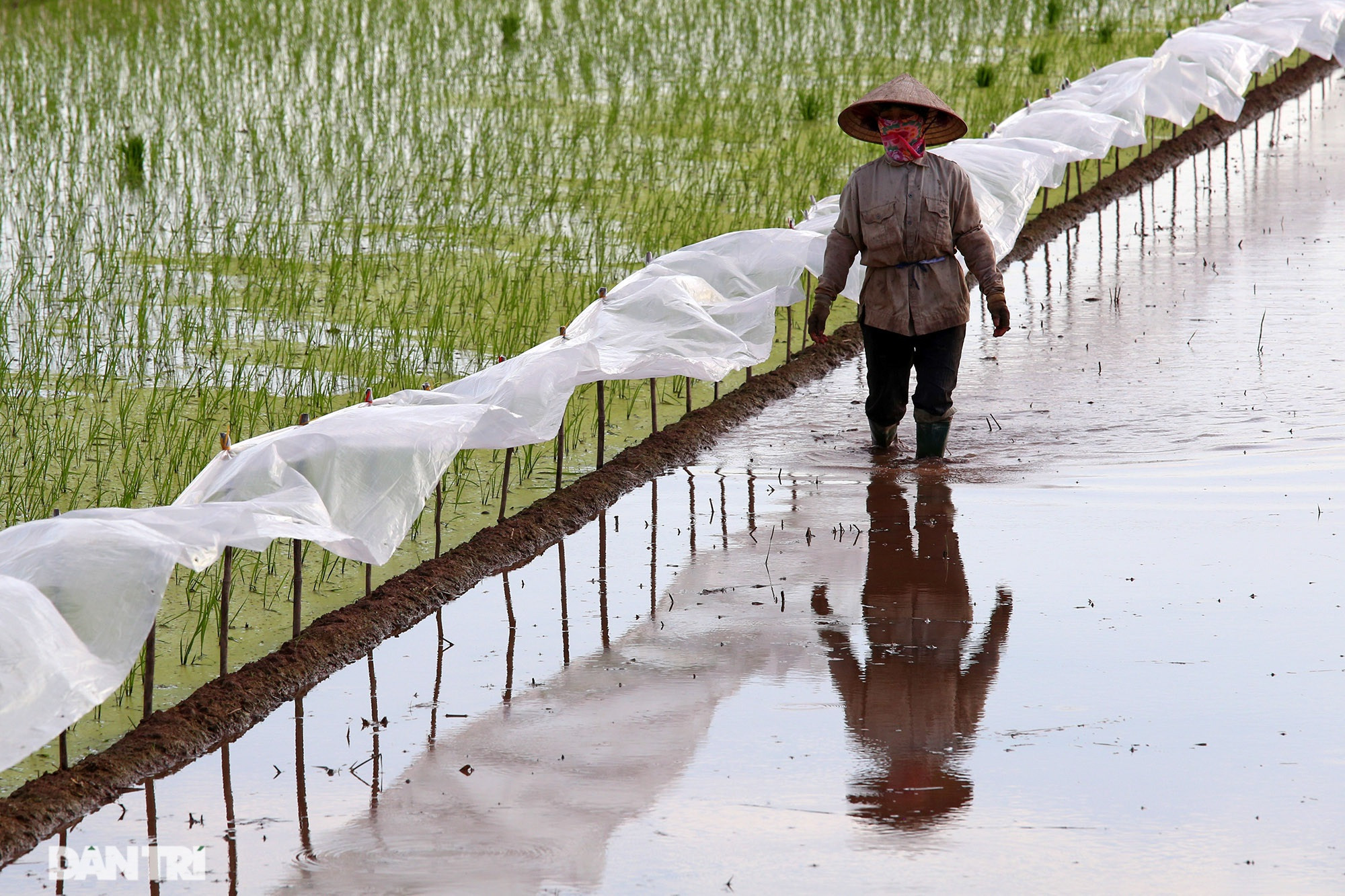 Bình yên những chiều quê ở ngoại thành Hà Nội - 11