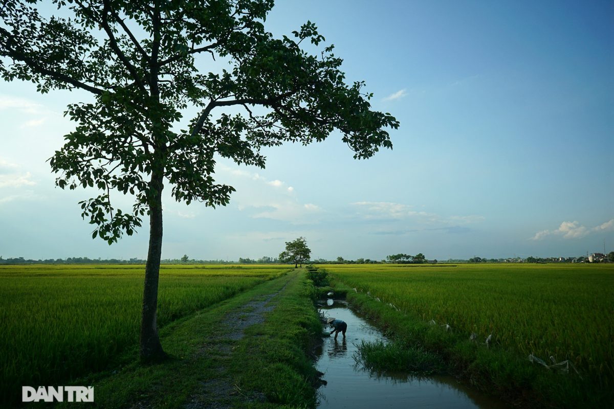 Bình yên những chiều quê ở ngoại thành Hà Nội