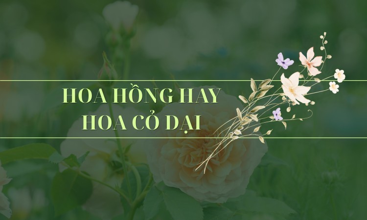 Hoa hồng hay hoa cỏ dại