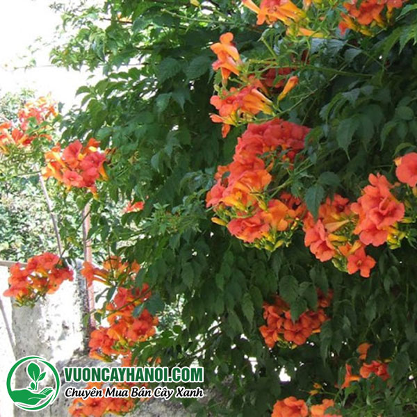 Cây Lan Tiêu ( Cây Hoa Lăng Tiêu )