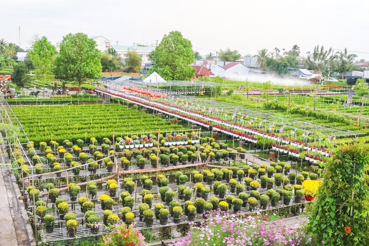 Khách lỉnh kỉnh rinh hoa Sa Đéc về trưng Tết