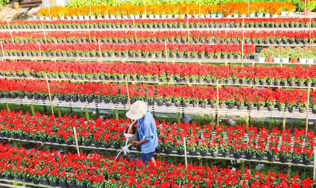 Khách lỉnh kỉnh rinh hoa Sa Đéc về trưng Tết - 3