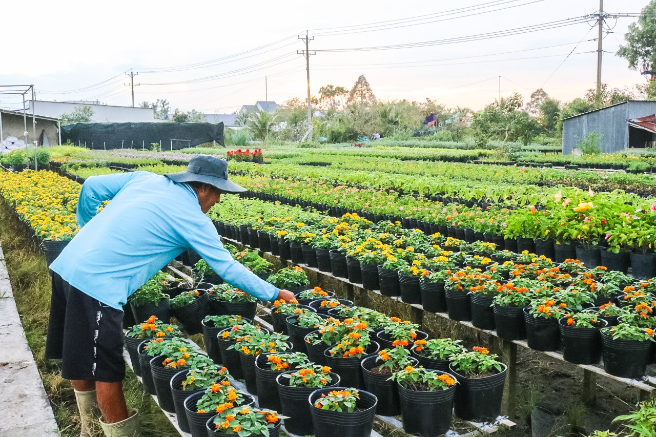 Khách lỉnh kỉnh rinh hoa Sa Đéc về trưng Tết - 4