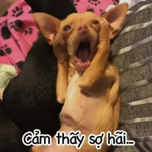 Meme Hoảng Hốt