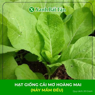 Hạt Giống Cải Mơ Hoàng Mai | Nảy Mầm Đều, Năng Suất Cao, Dễ Trồng