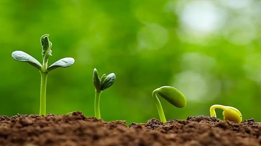 Nhân của ngu si, nhân của trí tuệ