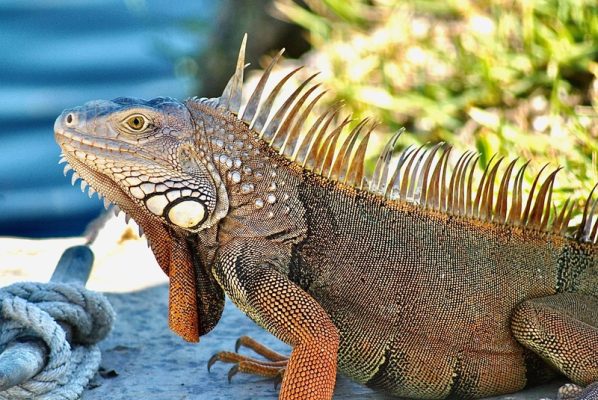 Kỳ nhông có độc không? Có nên nuôi kỳ nhông trong nhà không?