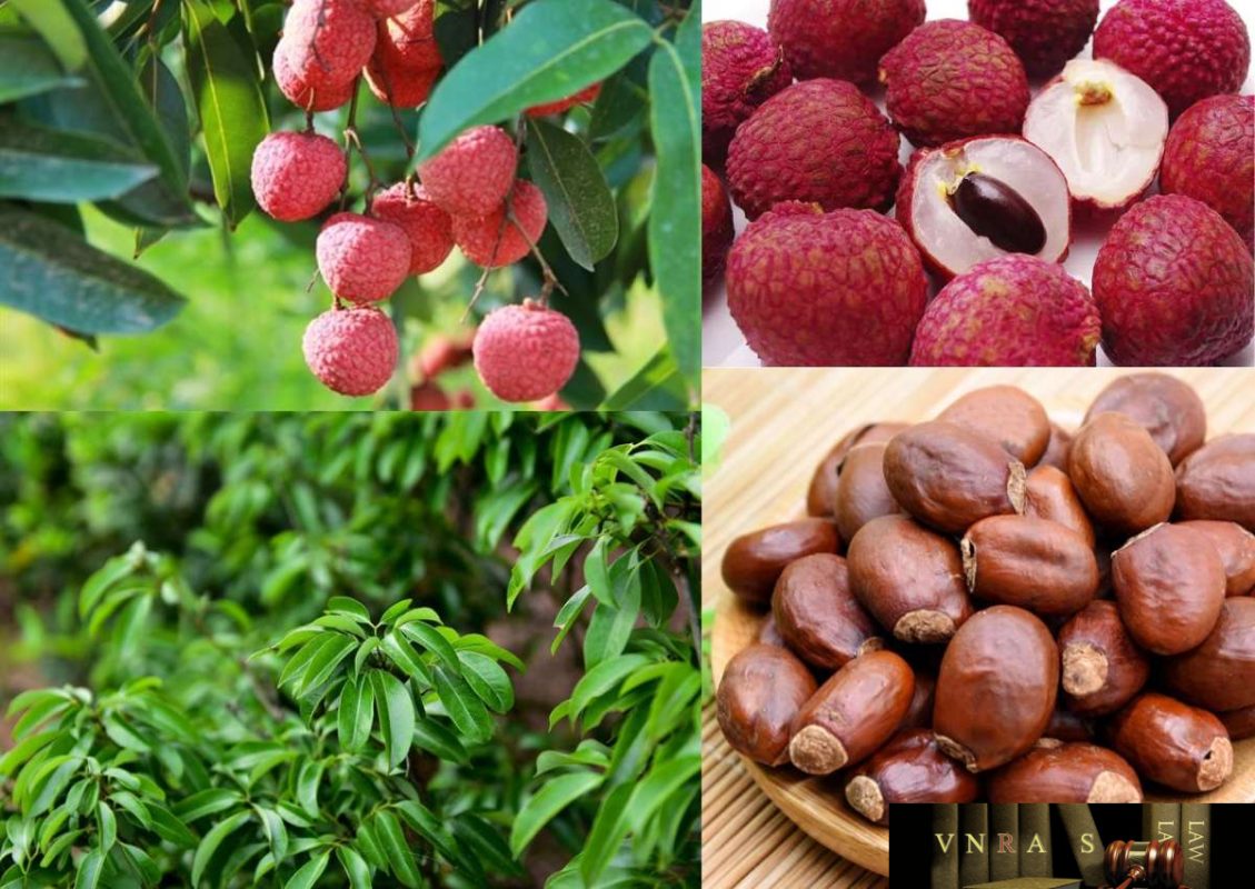 Cây Vải (Quả Vải, Lệ Chi) – Những cây thuốc và vị thuốc Việt Nam – Đỗ Tất Lợi