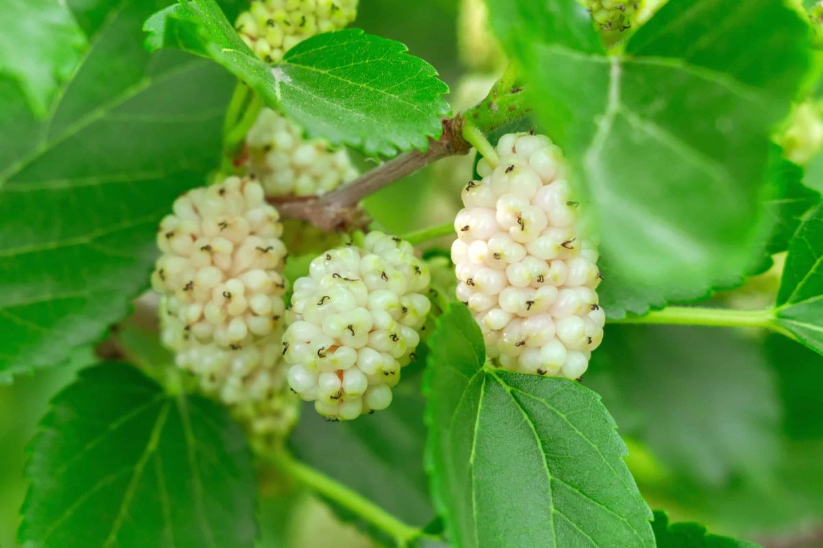 45 Unusual Vietnam Fruits You’ll Love