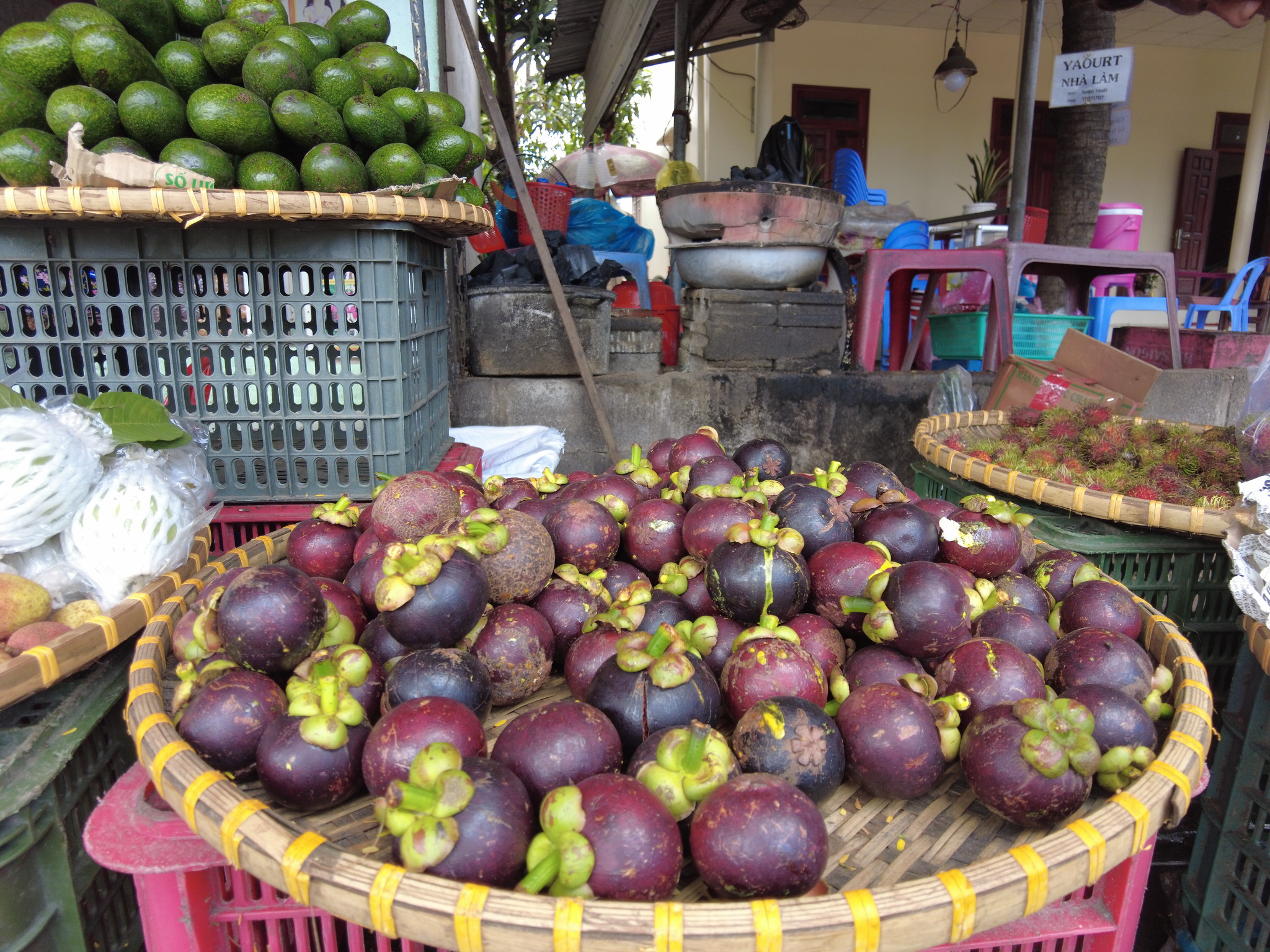 Lanzones in the Philippines or the delicious fresh wollongong fruits on tree in the wollongong farm, Thailand.