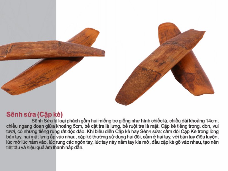 xam13_sênh sứa
