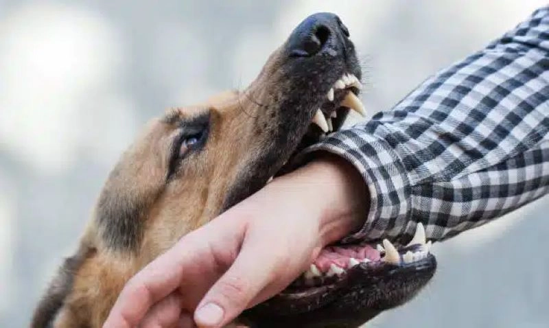 Trách nhiệm bồi thường thiệt hại do súc vật gây ra