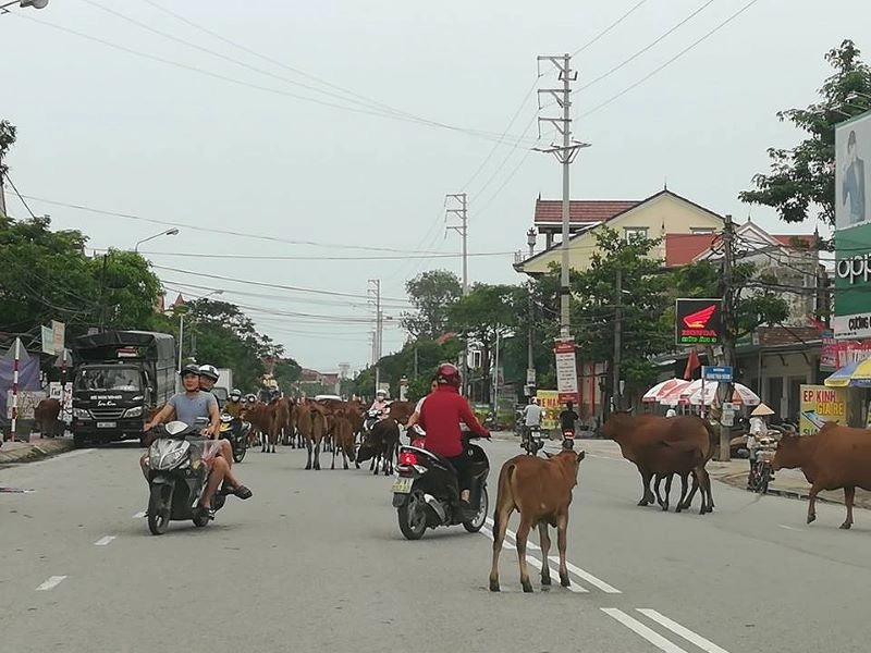 Hành vi thả rông súc vật gây ảnh hưởng người khác