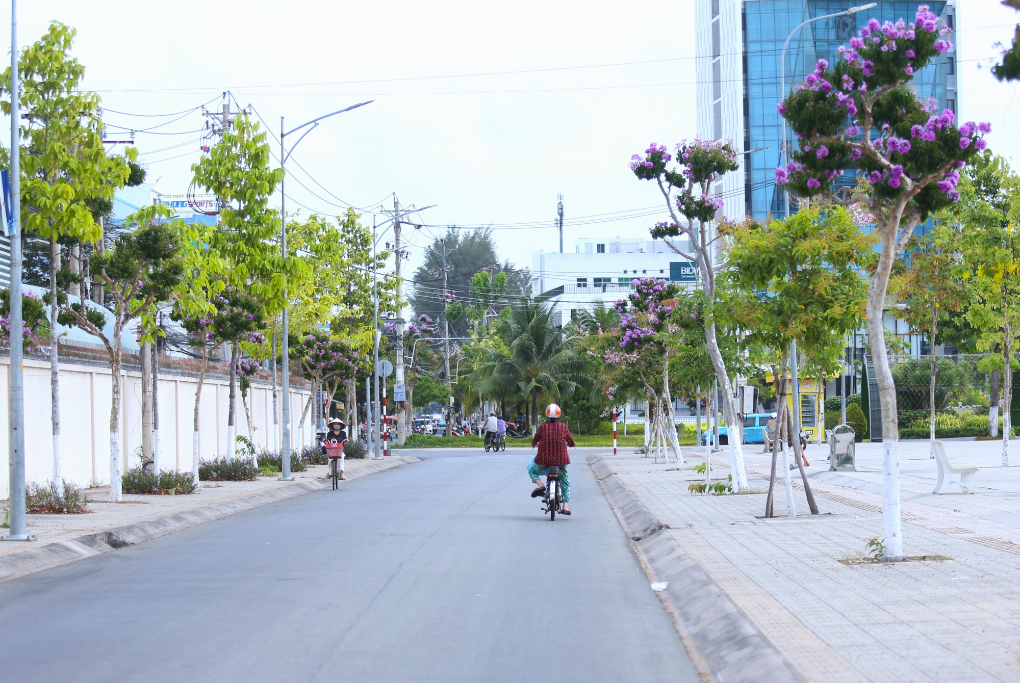 hoa bằng lăng 7.JPG