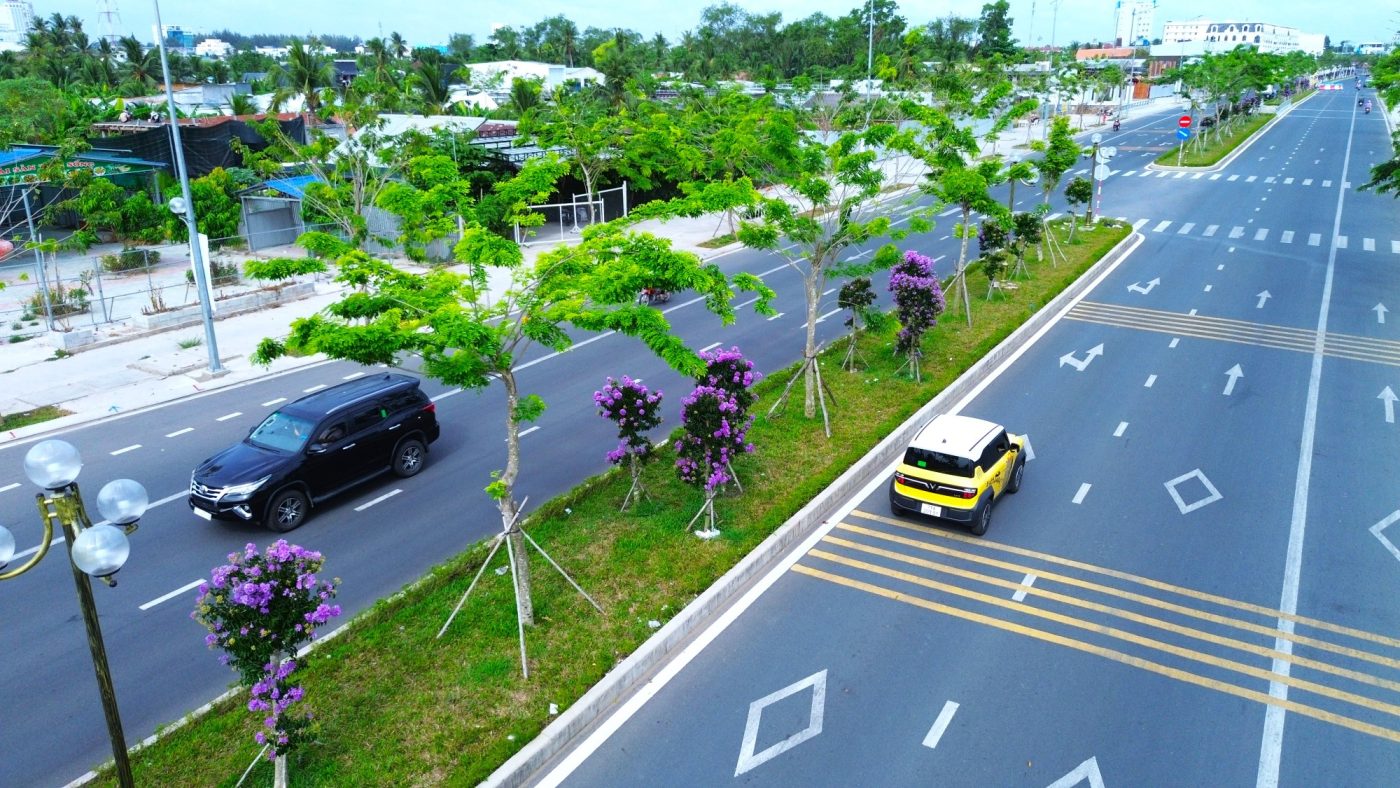 Ngắm hoa bằng lăng khoe sắc tím giữa lòng phố xứ dừa
