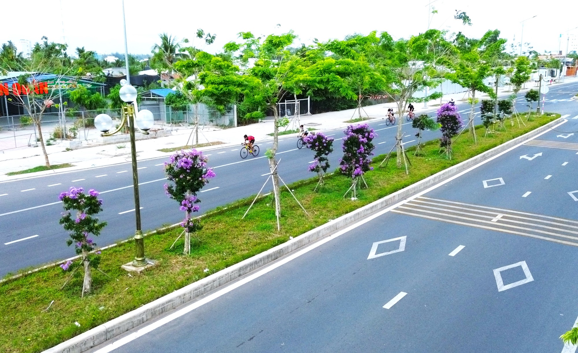 hoa bằng lăng 33.JPG