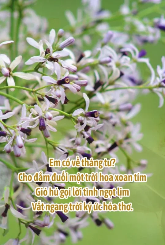Thơ tháng 4 về tình yêu, thơ chào tháng 4 đầy ngọt ngào