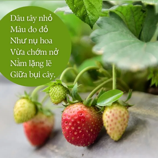 Tổng hợp stt về dâu tây, những bài thơ về vườn dâu đầy cảm xúc 3