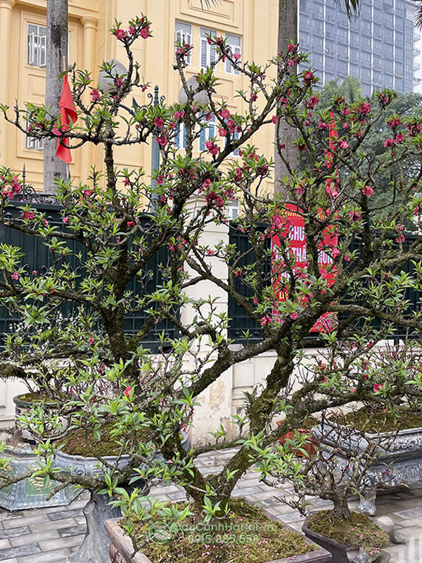 Đào thất thốn Nhật Tân