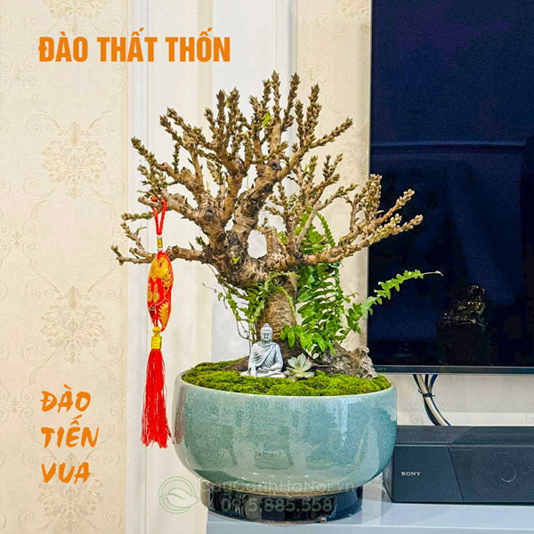 C&acirc;y Đ&agrave;o Thất Thốn