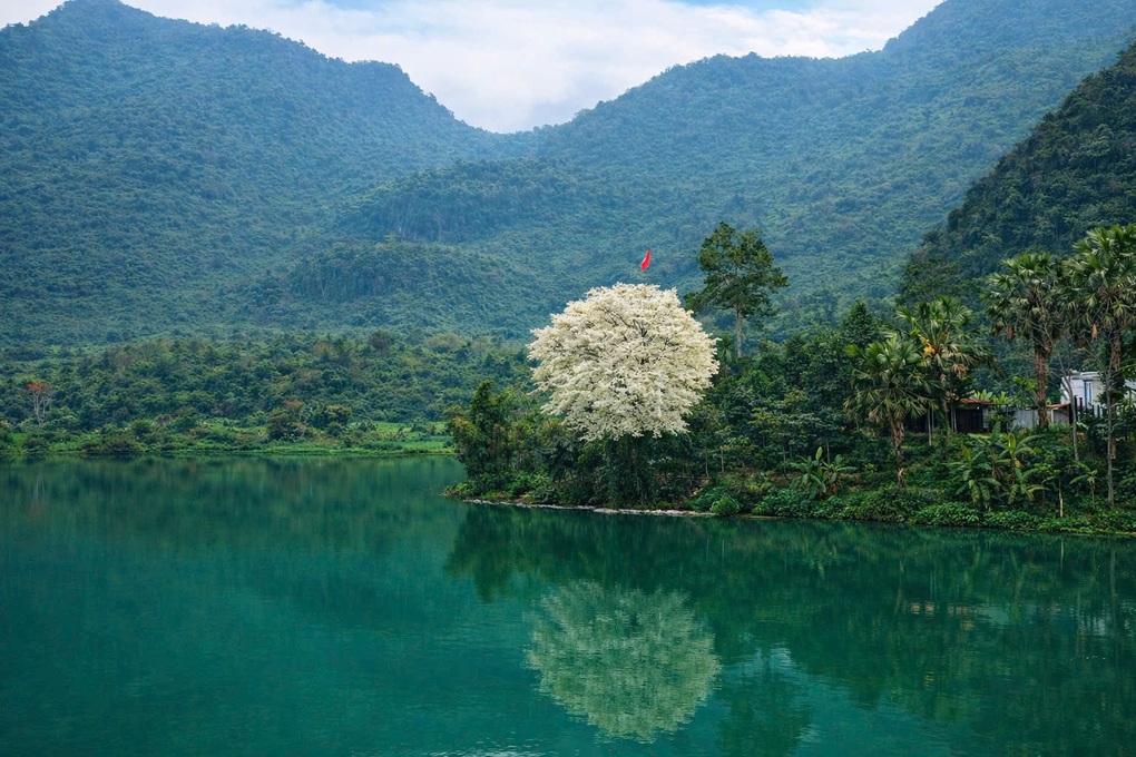 Khung cảnh cây sưa trắng muốt với lá cờ Tổ quốc tung bay bất ngờ gây sốt - 2