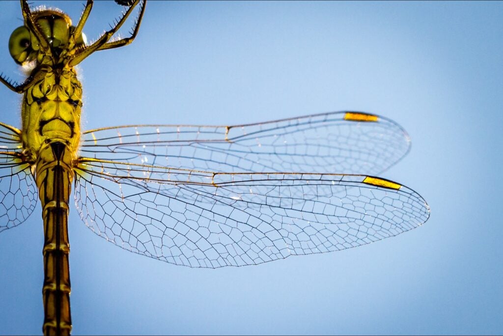Transparent