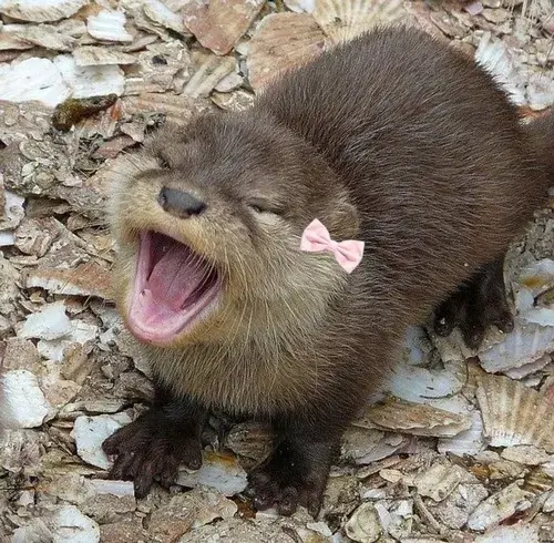 Bộ 75 Rái Cá Meme troll đời cute hài hước khó đỡ khiến ai nhìn cũng bật cười