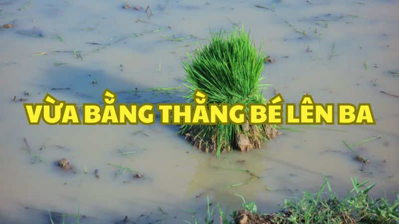 Vừa bằng thằng bé lên ba — đáp án câu đố dân gian thú vị nhất